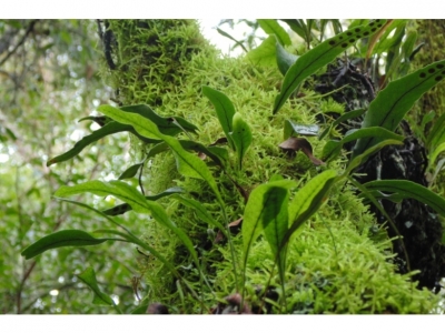 Campaña por la Conservación Reserva Natural Quebrada Bonita